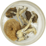 African Cubensis (Panaeolus africanus) | Schedule35 Canada