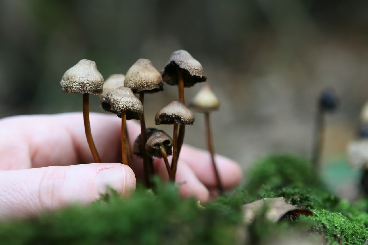 The Magic of Growing Magic Mushrooms: Mycelium Explained