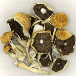 Penis Envy Cubensis | Schedule35 Canada