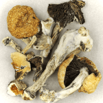 Thai Elephant | Schedule35 Canada