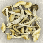 Blue Magnolia Rust | Schedule35 Canada