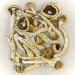 Texas Yellow Cap | Schedule35 Canada