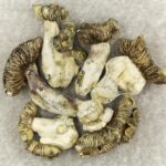 White Burma | Schedule35 Canada