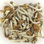 Florida White | Schedule35 Canada