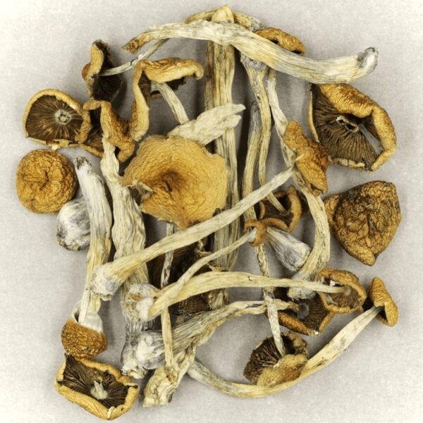 Mazatapec | Schedule35 Canada