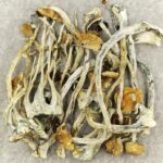 Amazonian Cubensis | Schedule35 Canada