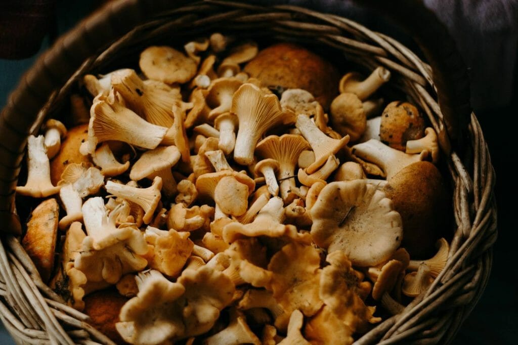 Buy shrooms online Schedule35 Canada