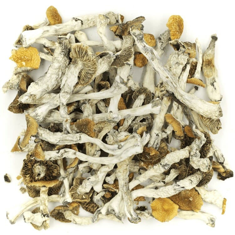 What are the Best Shrooms Online? Mush Golden Teacher at Schedule35 Canada
