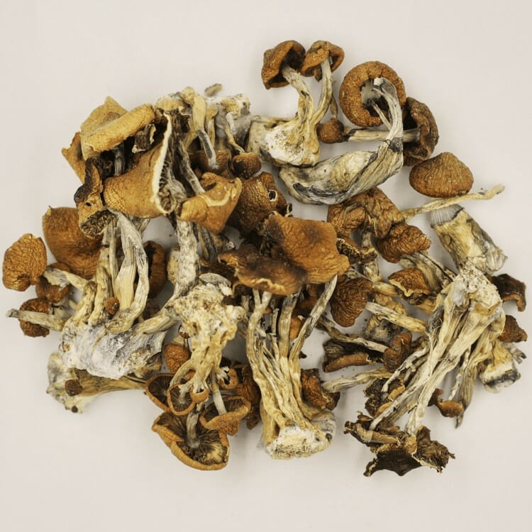 A New Trend In Wellness Is Psilocybe Cubensis And Microdosing Psilocybe Cubensis at Schedule35 Canada