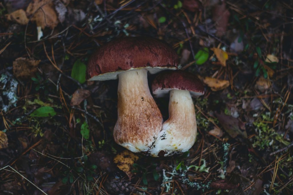 Looking for High-Quality Magic Mushrooms? Choose Schedule35 Canada Amazonian Cubensis at Schedule35 Canada