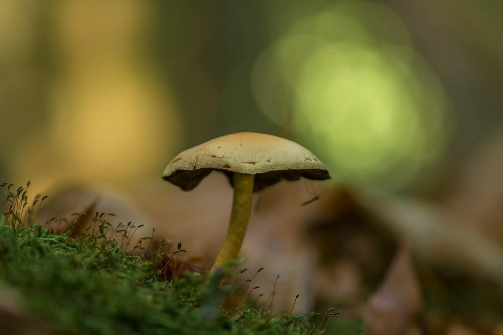 Sourcing High-Quality Magic Mushrooms psilocybe cubensis at Schedule35 Canada