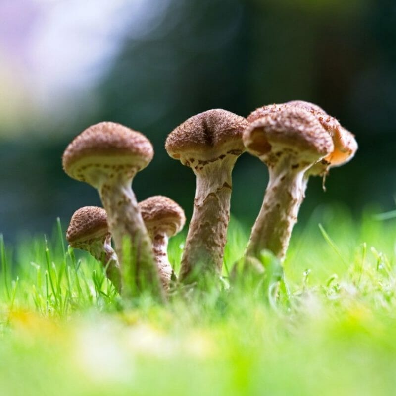 Mushroom Dispensary | Schedule35 Canada