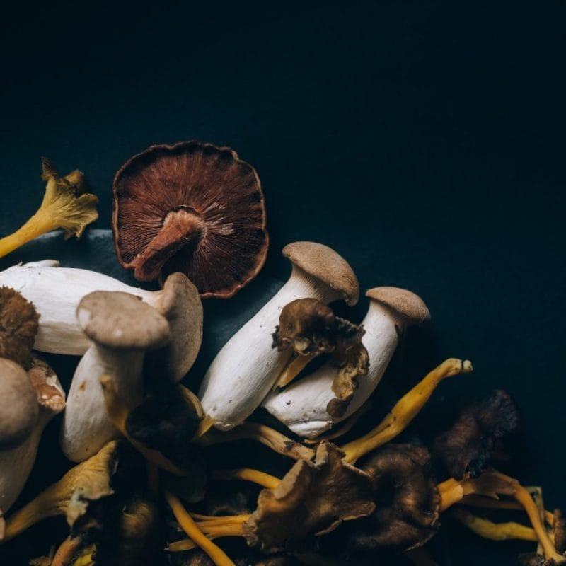 Dried Shrooms | Schedule35 Canada