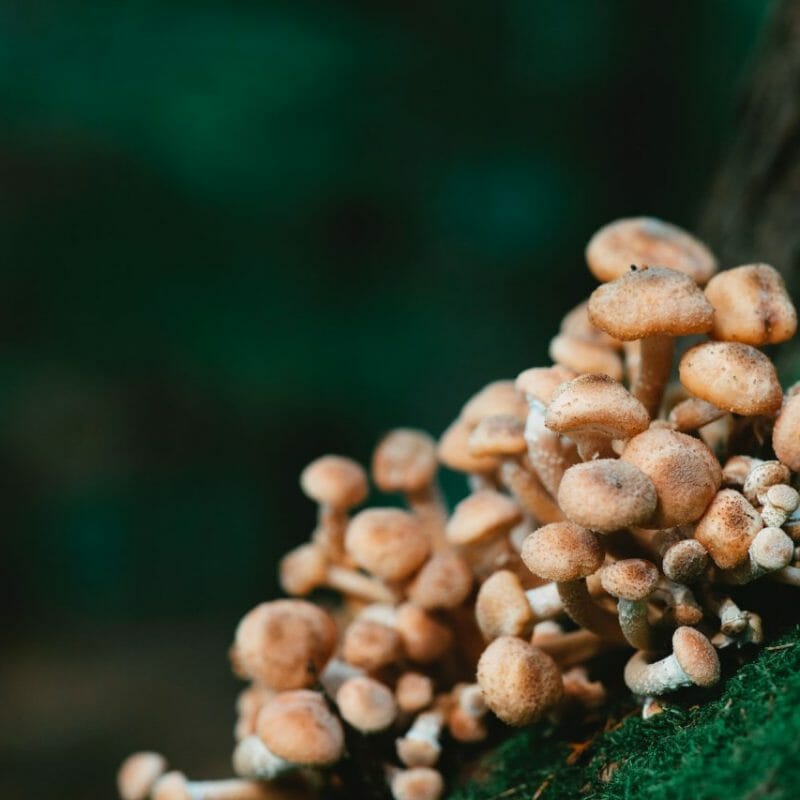 Mushroom Dispensary - Zoomies | Schedule35 Canada