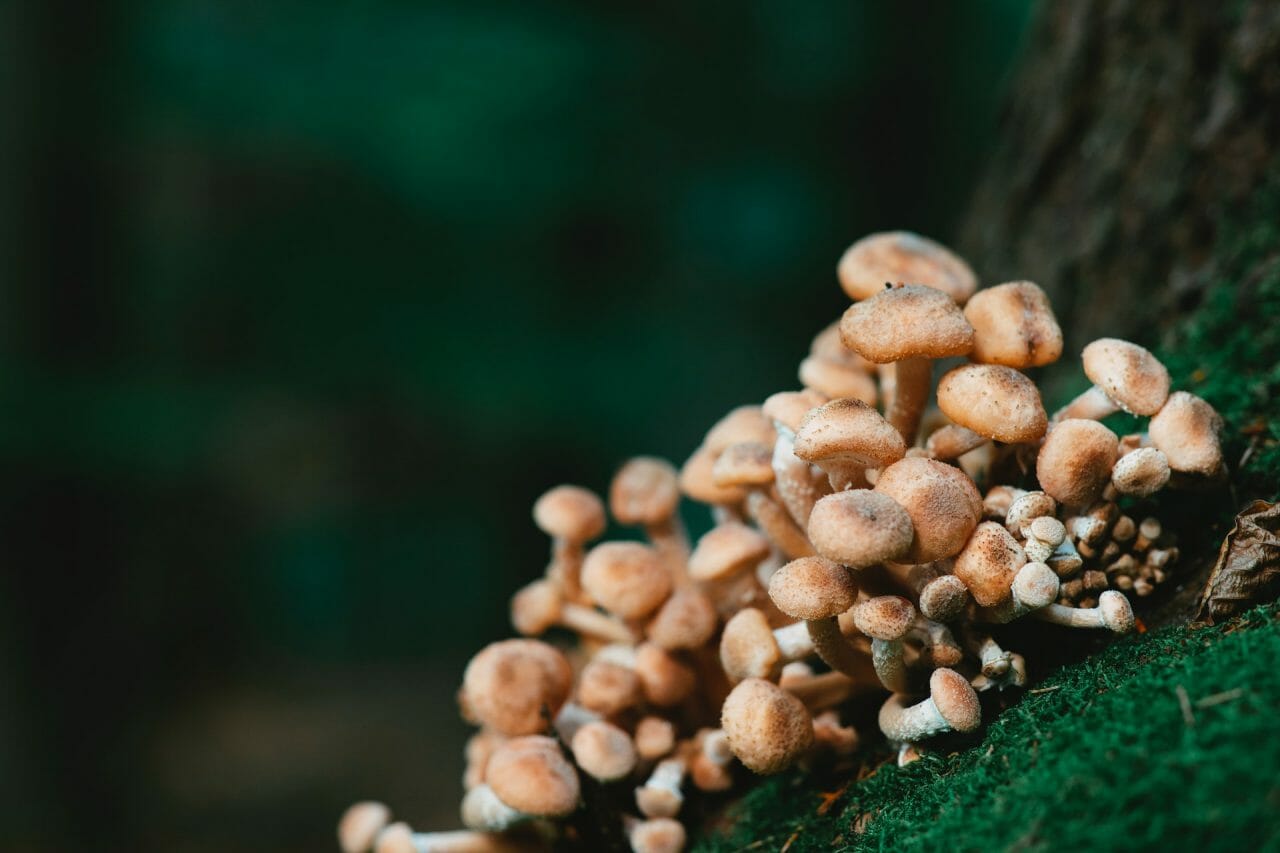 The Role of Mushroom Dispensary in Alleviating Depression