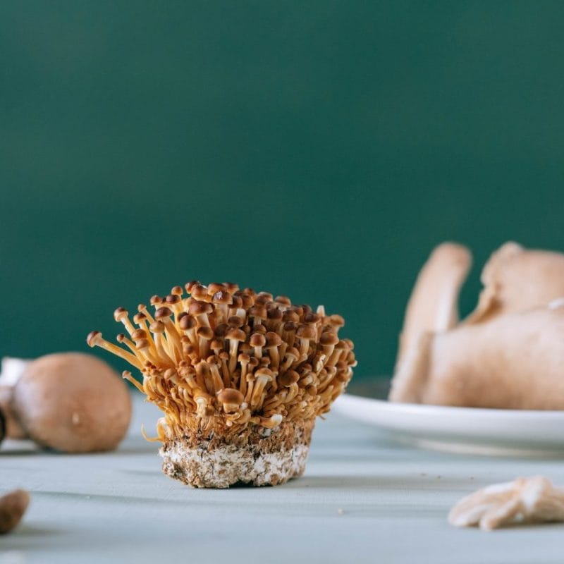 Buy Magic Mushroom | Schedule35 Canada