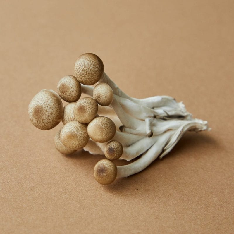 strongest mushroom strain | Schedule35 Canada
