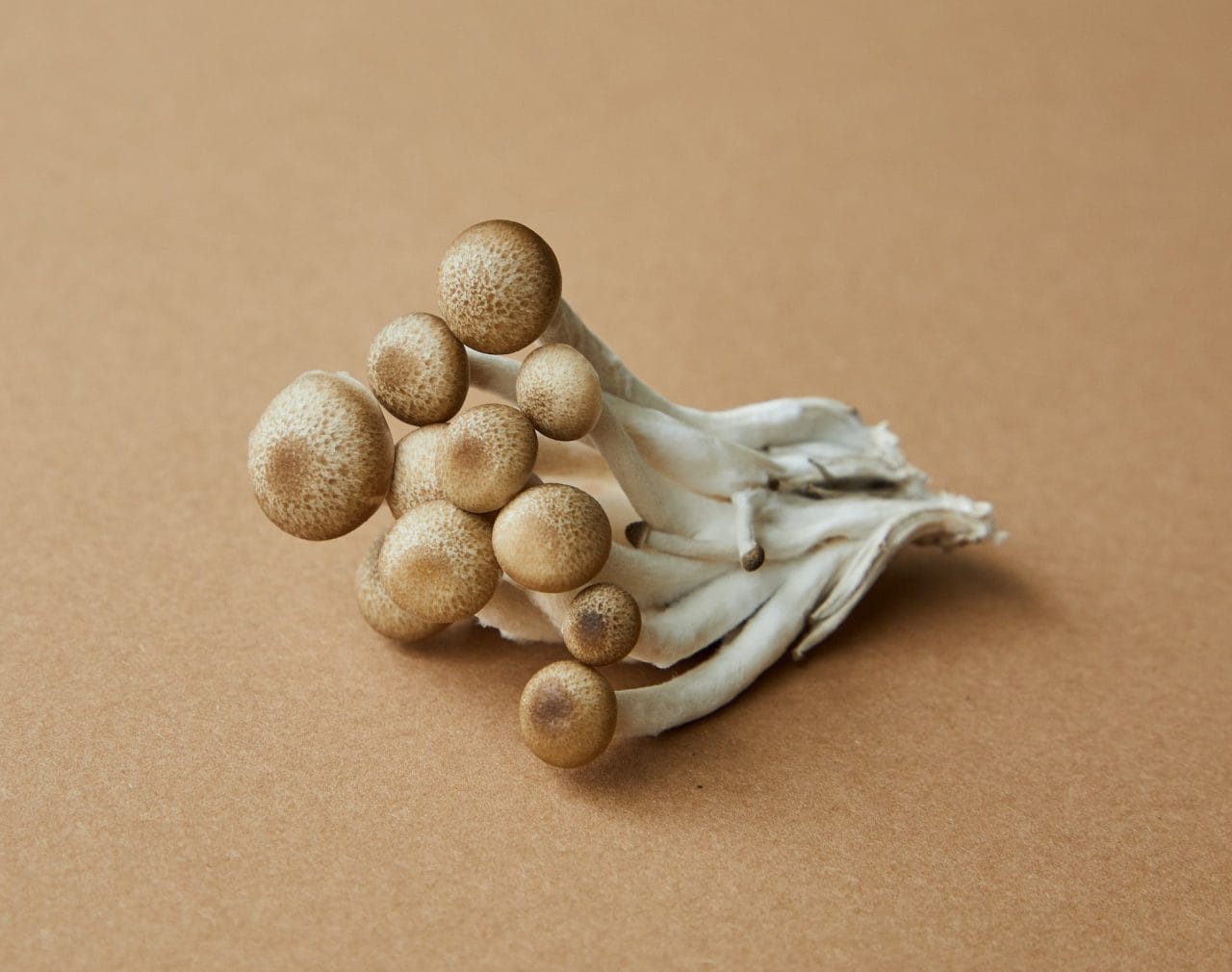 Examining Penis Envy: An In-depth View of the Most Potent Mushroom Strain