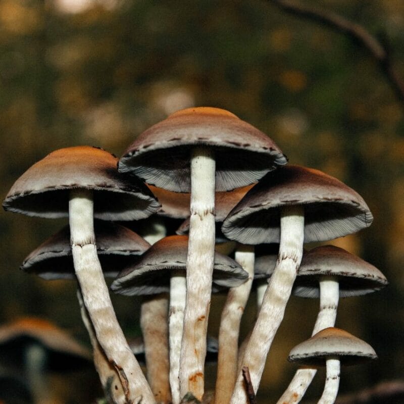 Microdose Mushrooms | Schedule35 Canada