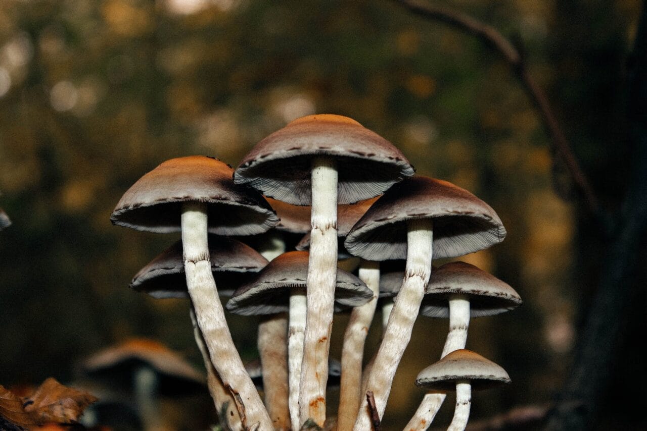 A Collection of Clinical Cases: Microdose Mushrooms for Alleviating Chronic Pain