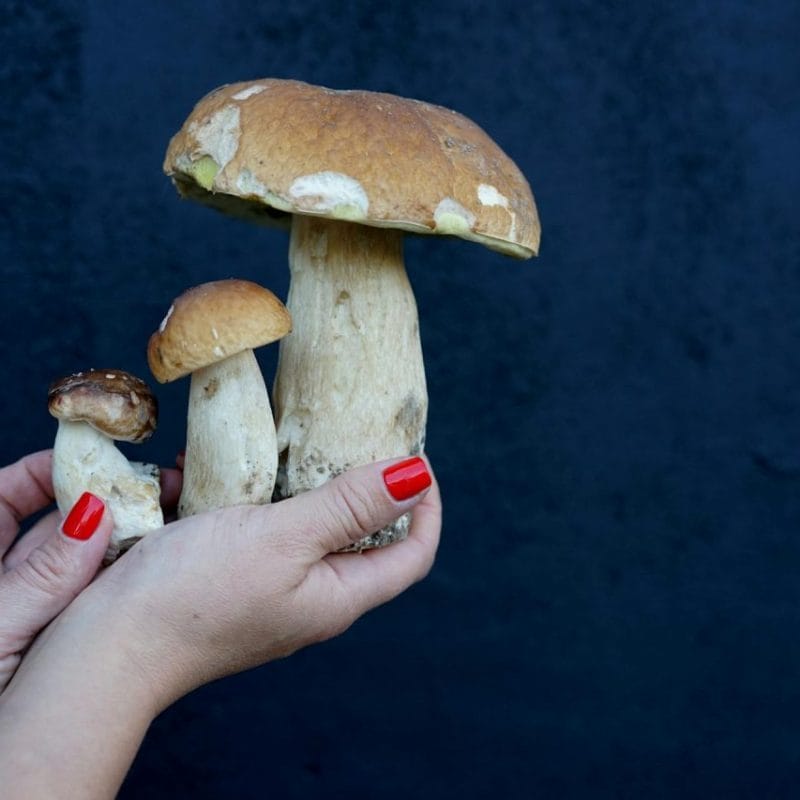 Shrooms Online | Schedule35 Canada