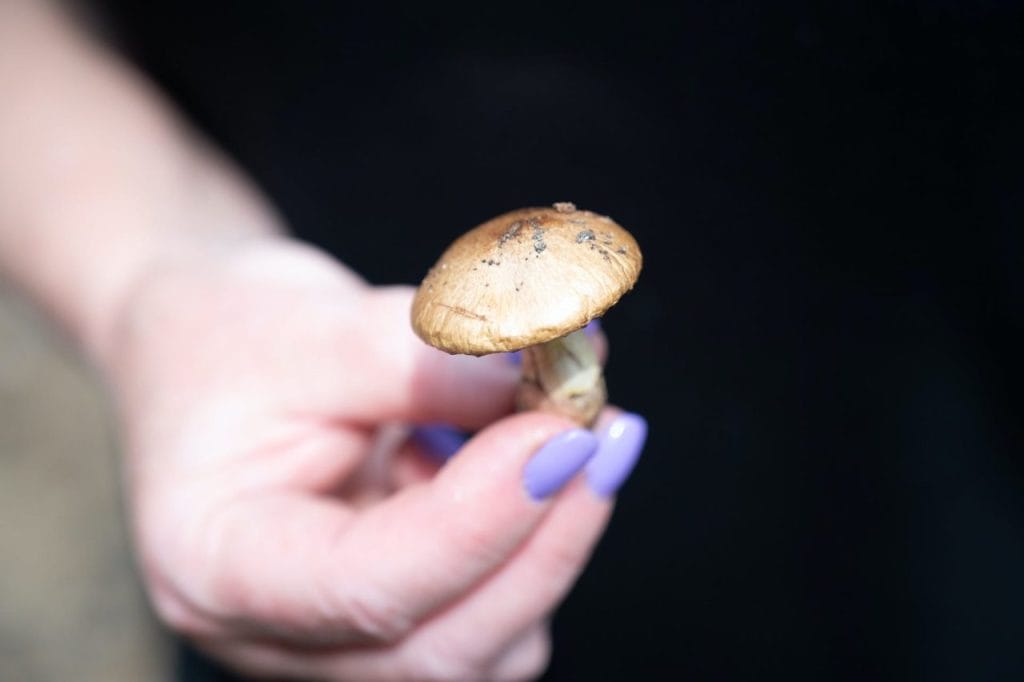 Five Essential Shrooms to Try Near Me Shrooms near me
