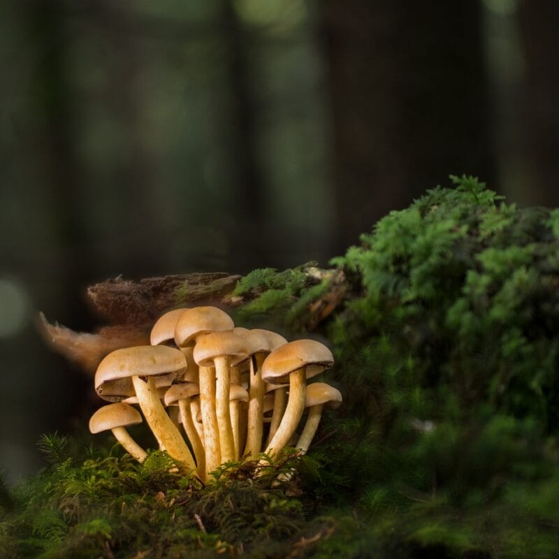 Buy Shrooms Online and Discover the Sweetest Shroom Options | Schedule35 Canada