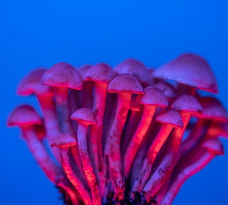 Shrooms Delivery in Canada | Schedule35 Canada