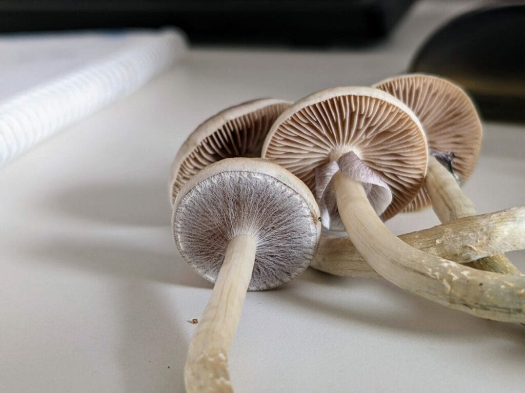 Magic Mushrooms at Schedule35 Canada