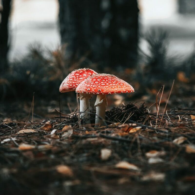 Shroom online delivery at Zoomies Canada | Schedule35 Canada
