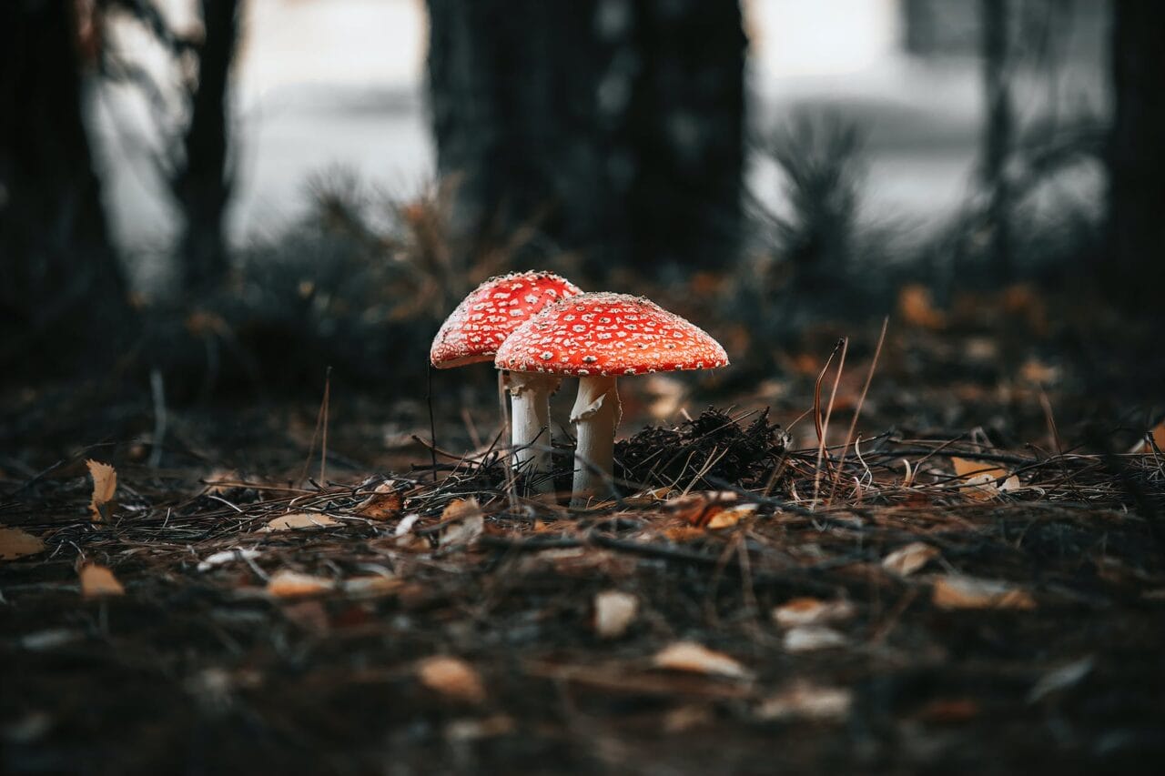 The Revolution of Psilocybin: Its Manufacture, Studies, and Future Path
