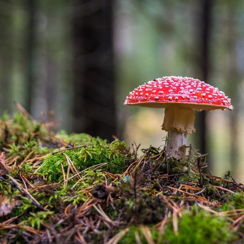 Shrooms Online in Canada | Schedule35 Canada