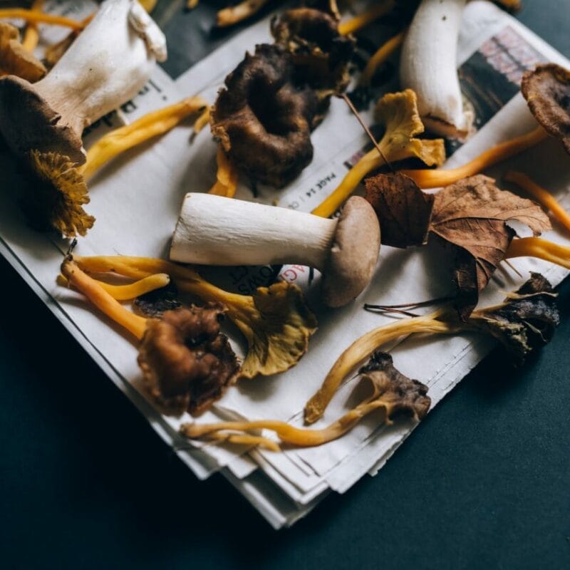 Mushroom chocolate at Zoomies Canada | Schedule35 Canada