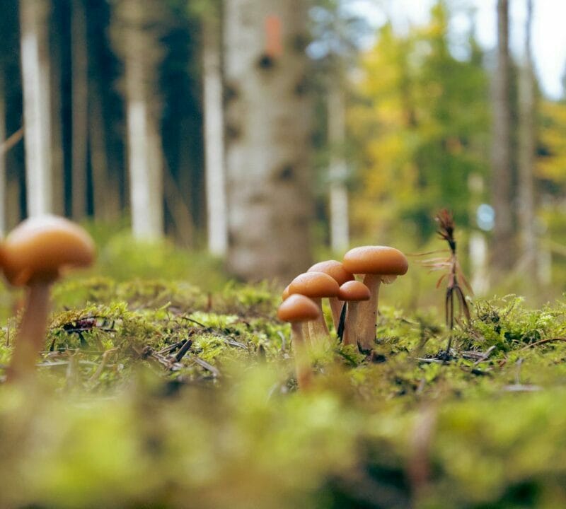 Magic Mushroom Dispensary | Schedule35 Canada