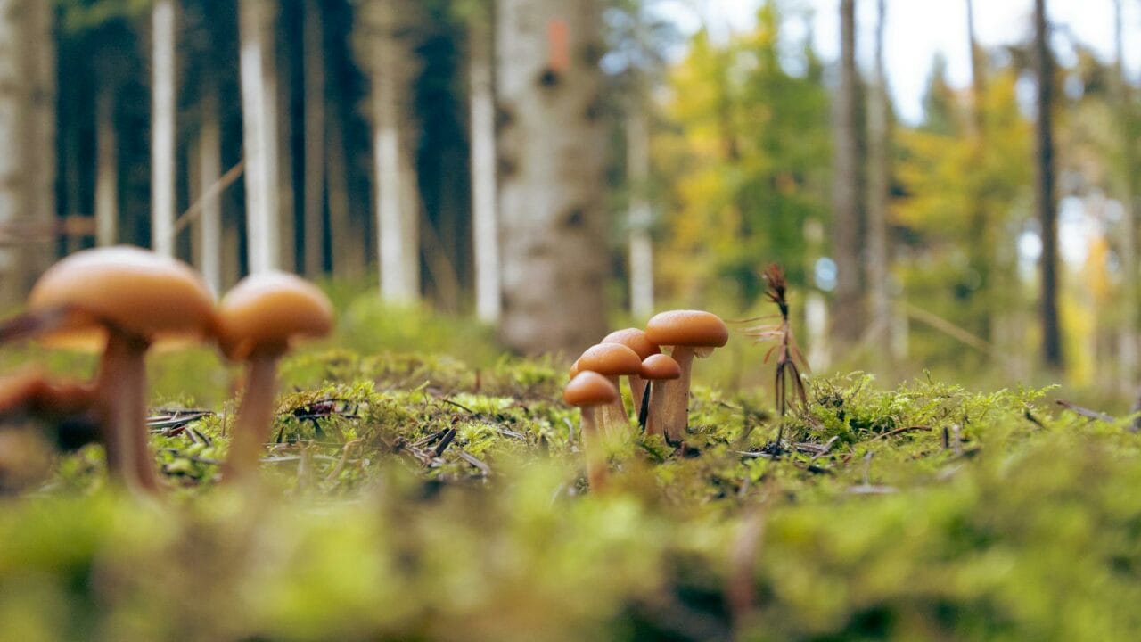 Embark on a Global Journey with Mushrooms from Cambodia, Chitwan Nepal, and Ecuador