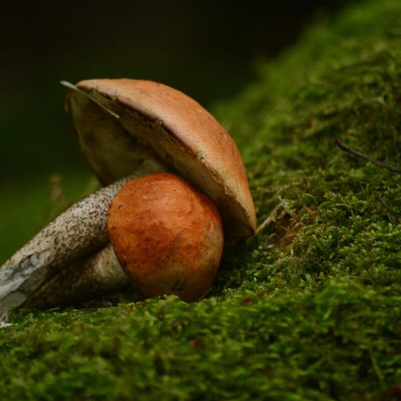 Mushroom Dispensary Vancouver | Schedule35 Canada