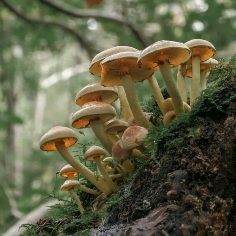 Shrooms online | Schedule35 Canada