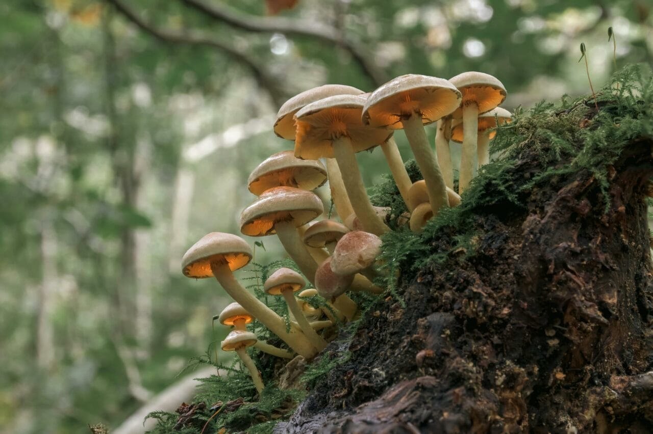The Active Ingredient in Magic Mushrooms, Psilocybin, Enhances Sexual Performance and Satisfaction