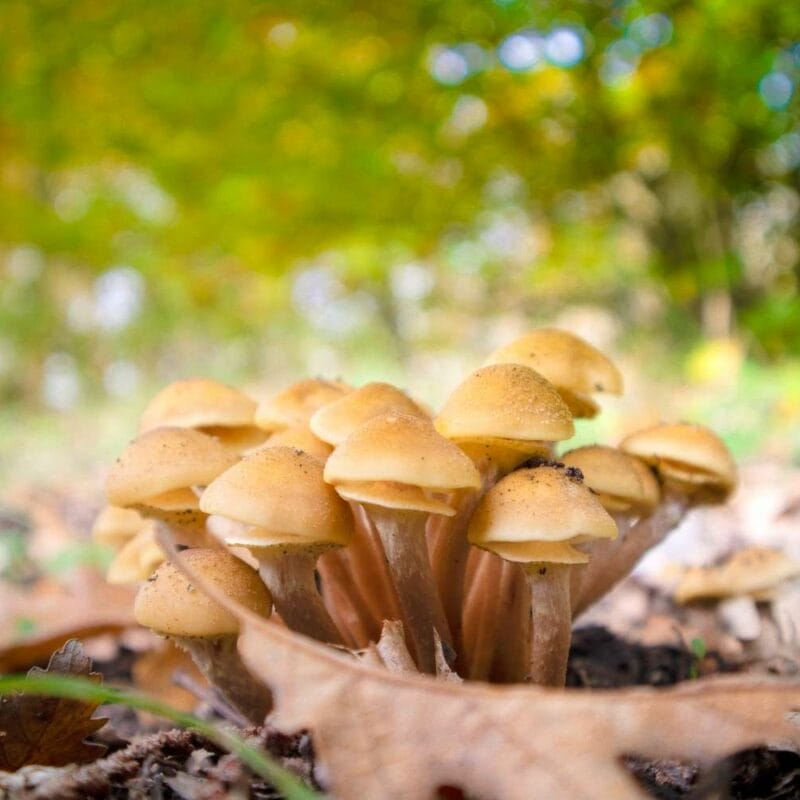 Shrooms Canada | Schedule35 Canada