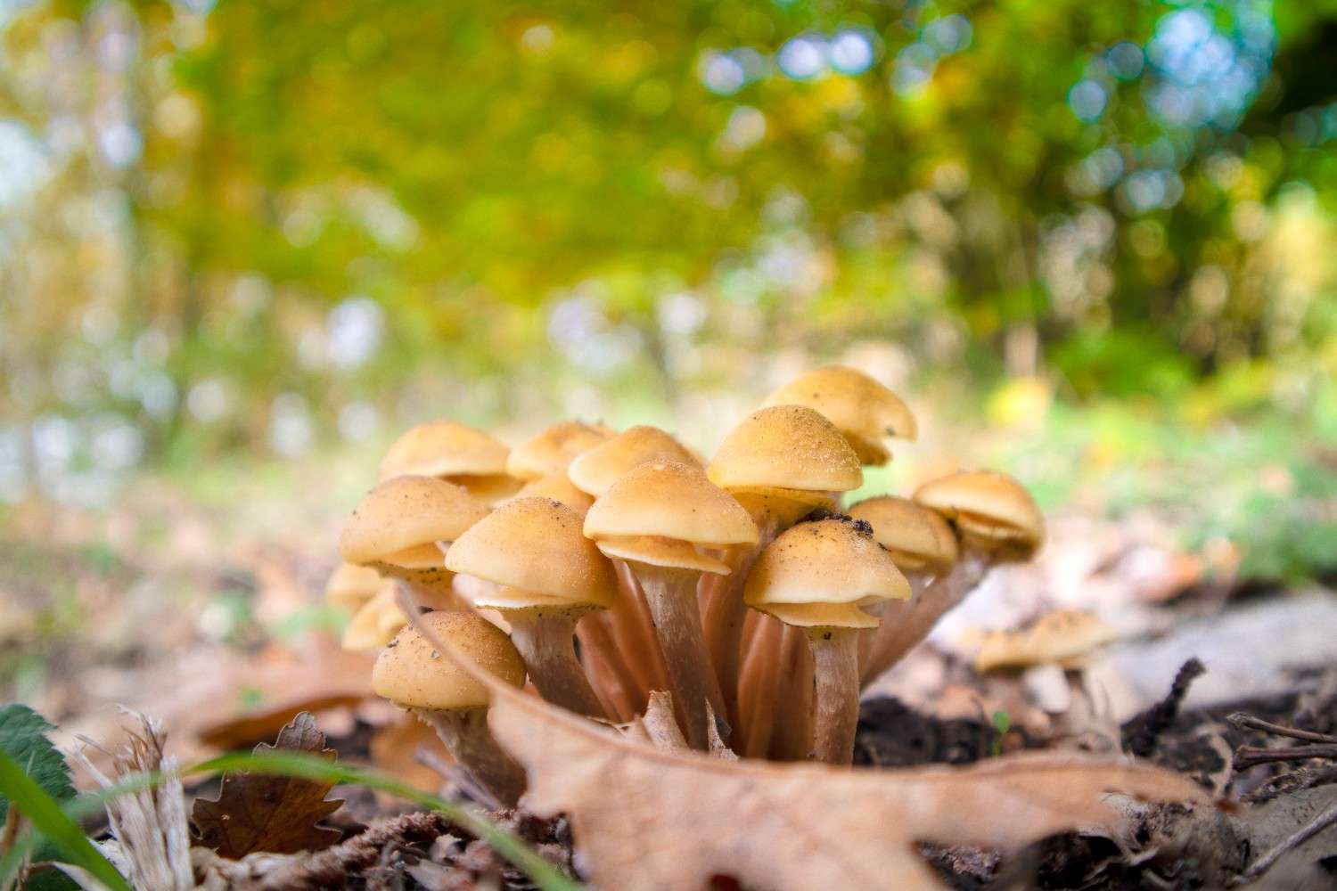 The Global Phenomenon of Microdosing is Spreading Psilocybin Mushrooms Beyond Canada