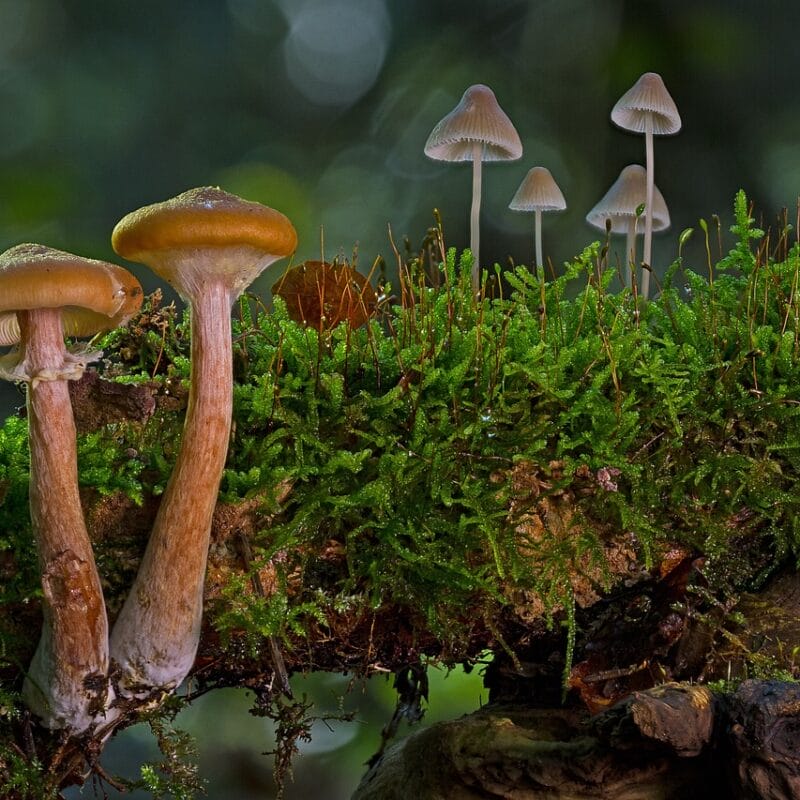 magic mushroom in Canada | Schedule35 Canada