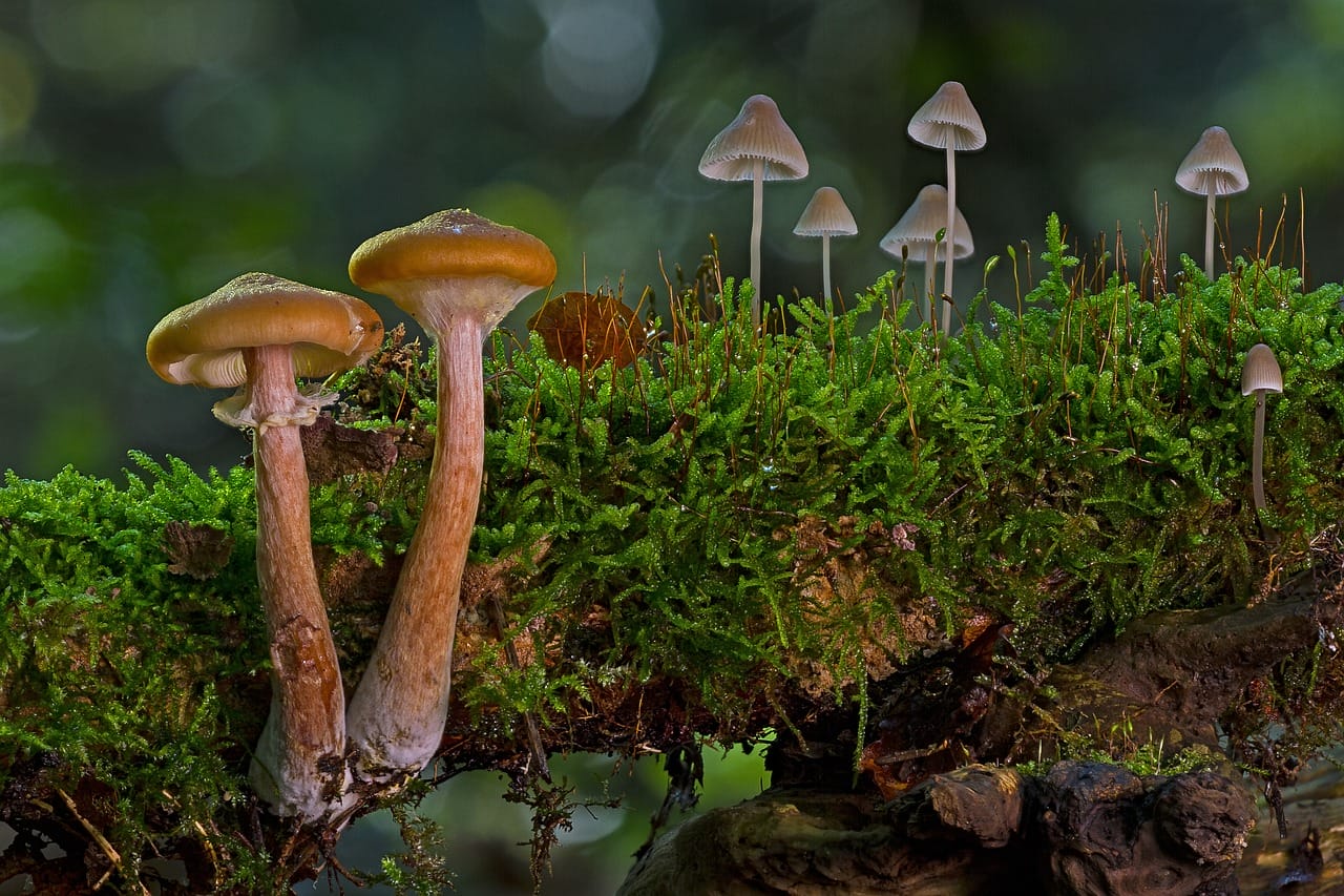 The Majority of Canadians, 80%, Advocate for the Use of Psychedelic Mushrooms in Treating Existential Distress
