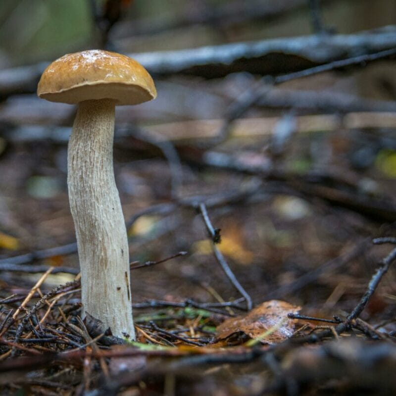 Shrooms online | Schedule35 Canada