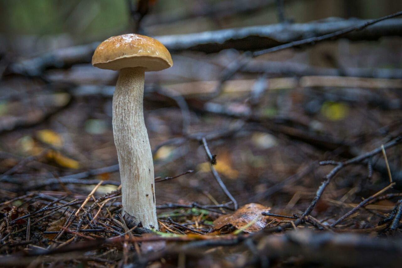 Recent Studies on Psychedelic Mushrooms Indicate Prolonged Neural Alterations Could Benefit Mental Health