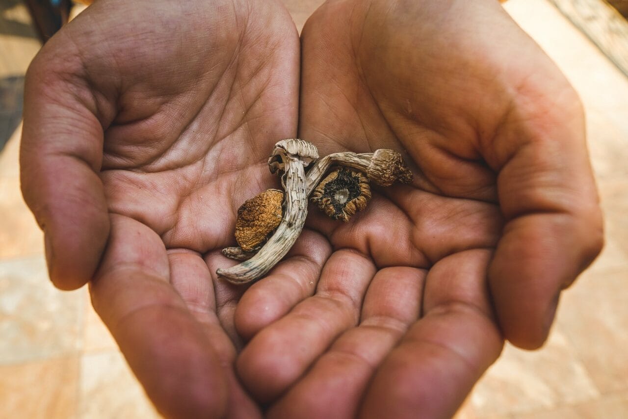 How Does the Effect of Dried Mushrooms Measure Up Against Other Psychedelics?