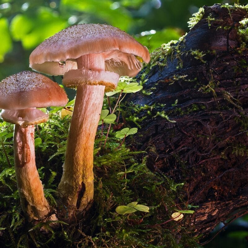 magic mushroom delivery | Schedule35 Canada