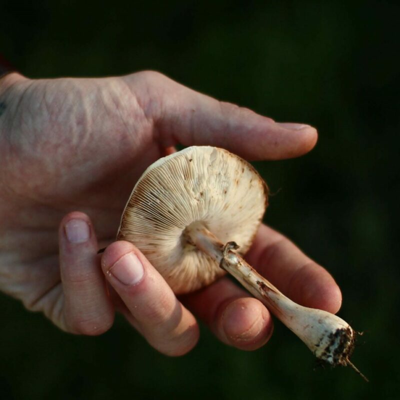 Shrooms | Schedule35 Canada