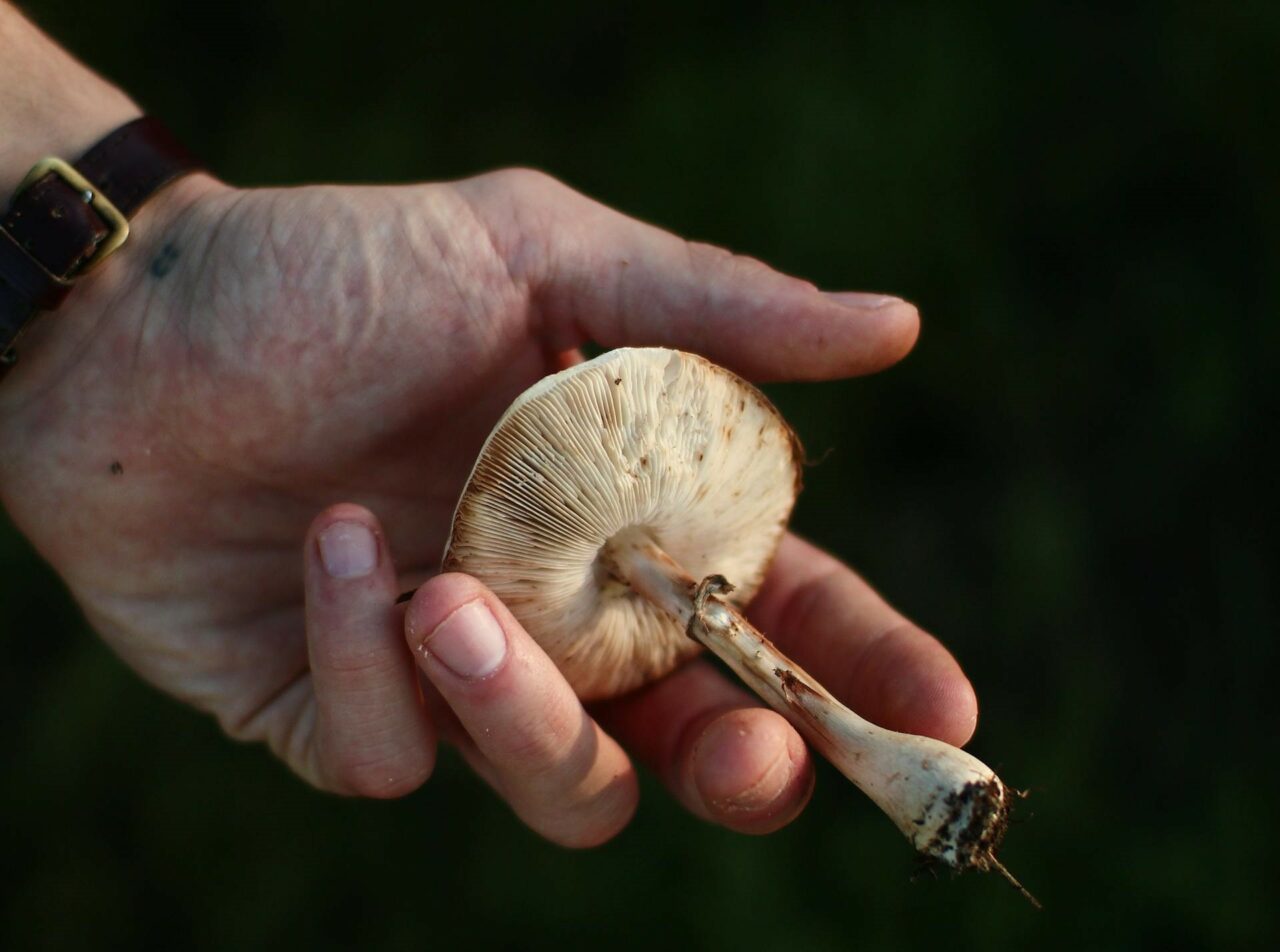 Investigating the Pharmacokinetics of Psilocybin Mushrooms