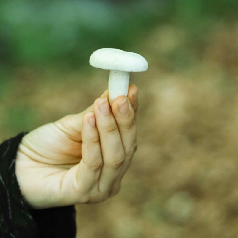 shrooms online in Canada | Schedule35 Canada