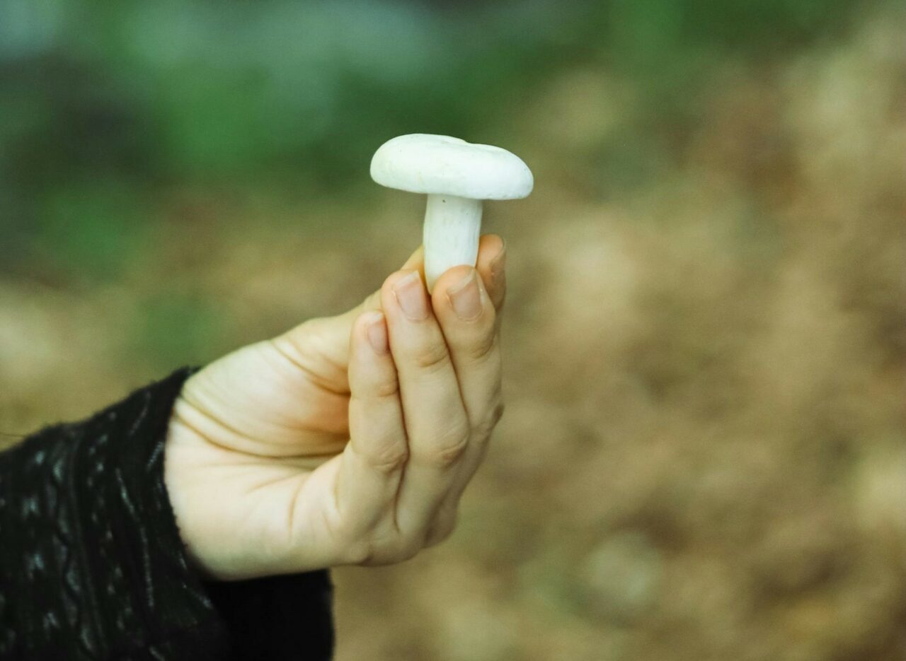 Discover Five Mushroom Types for Every Psychedelic Devotee